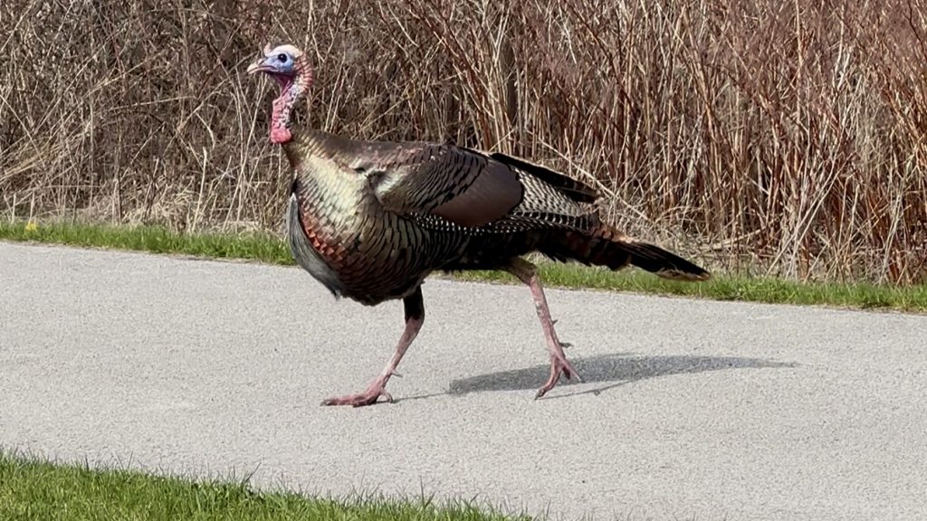 Turkey crossing the road.